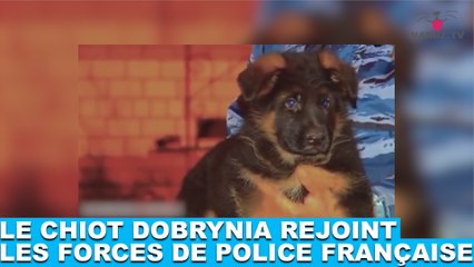 Le chiot Dobrynia rejoint les forces de police française. L'histoire dans la minute chien #56