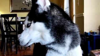 Cute Talking Dog (Mishka) says 12 Words: I love you