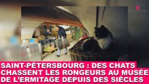 Saint-Pétersbourg : Des chats chassent les rongeurs au musée de l'Ermitage depuis des siècles. À voir dans la minute chat #56