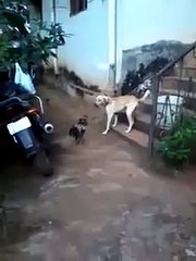 Köpek' e atarlanan horoz gülme garanti