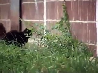 PSİKOPAT FARE KEDİLERİ DUMAN ETTİ