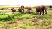 African Animals   Elephants Documentaries   African Elephants   Animal Videos   Forest Animals (6)