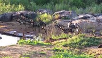 African Animals   Elephants Documentaries   African Elephants   Animal Videos   Forest Animals (7)