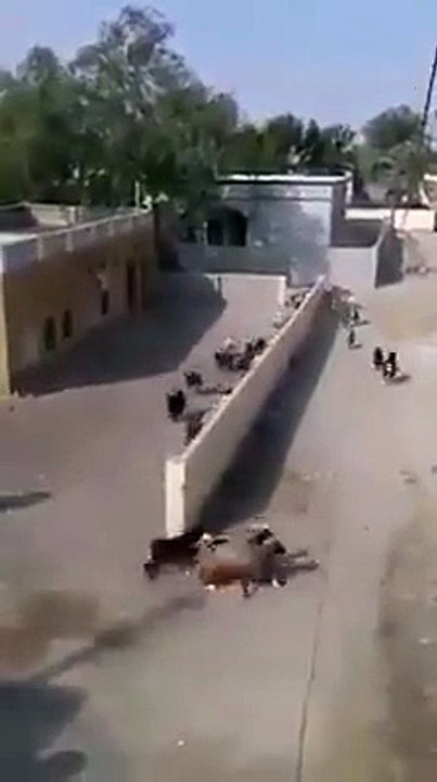 Des chèvres un peu débiles...