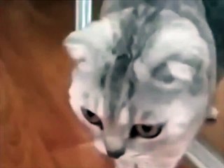 Кот увидел себя в зеркале..И офигел)) -