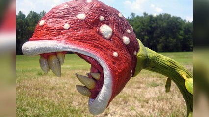 Top 10 Amazing Bizarre Plants in the world