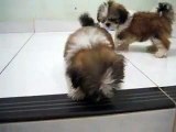 Animal Videos   Animals Feeding   Dog - Animal   Cute Puppy   Puppies   Puppy Dogs   Dogs Video (2)