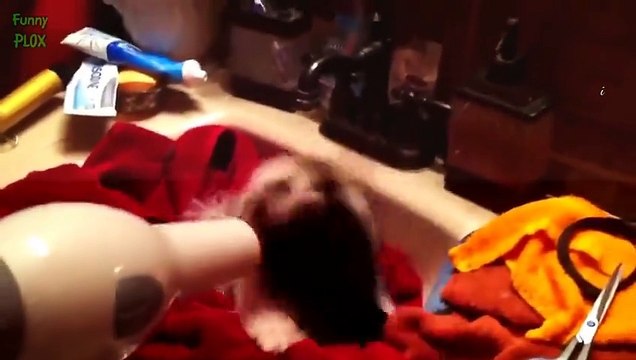 Animal Videos Animals Feeding Dog - Animal Cute Puppy Puppies Puppy Dogs Dogs Video