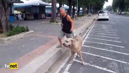 Yavrusu için dev köpeğe saldıran kedi