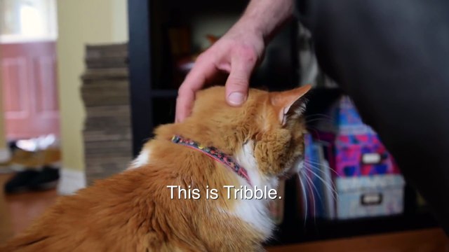 Ce chat miaule comme un oiseau... Trop mignon!