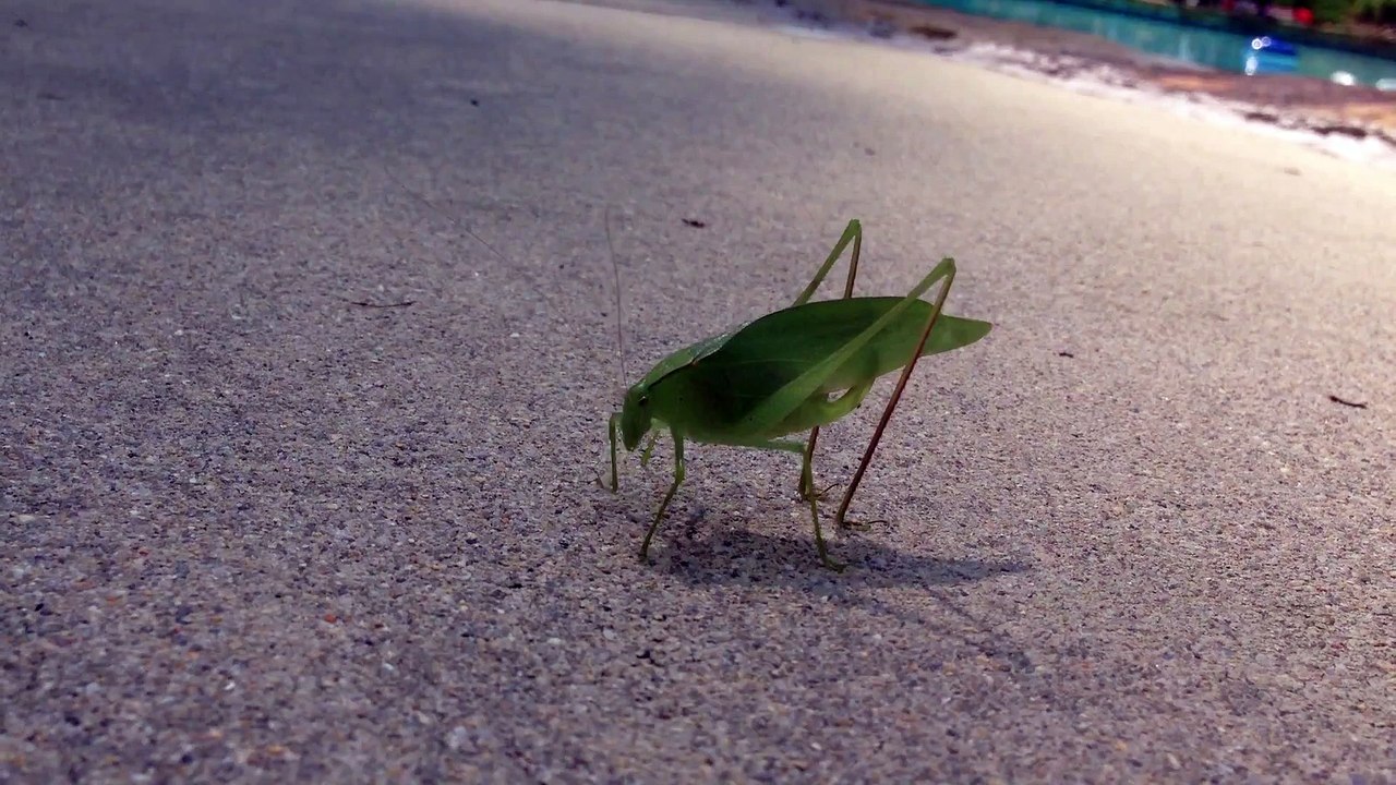 Cet insecte fait caca devant la caméra