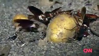 Cockroach farming in china