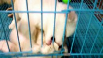Animal Videos   Animals Feeding   Dog - Animal   Puppy Dog   Puppies   Puppy Dogs   Dogs Video (2)