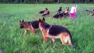 This Little Girl Has A Blast Hanging Out With Her Besties...14 German Shepherds