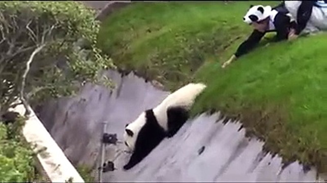 Playing with panda