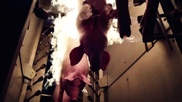 Zapping du 2 décembre 2015 - Fuck For Forest : Le porno écolo !