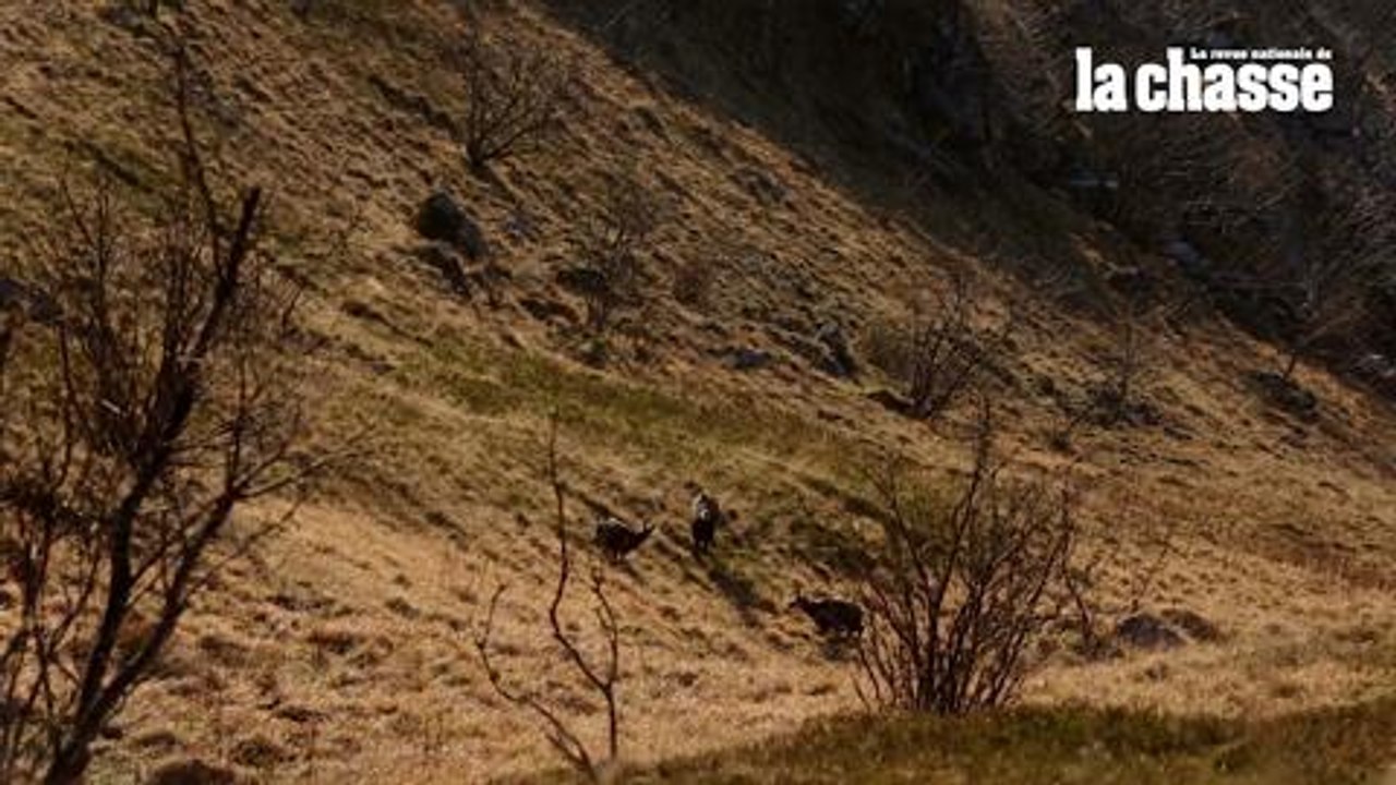 rut chamois HD