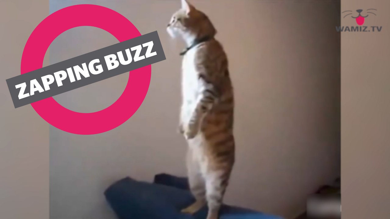 ZAPPINGBUZZ CHAT #27 WAMIZ TV