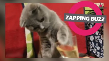 ZAPPINGBUZZ CHAT #31 WAMIZ TV