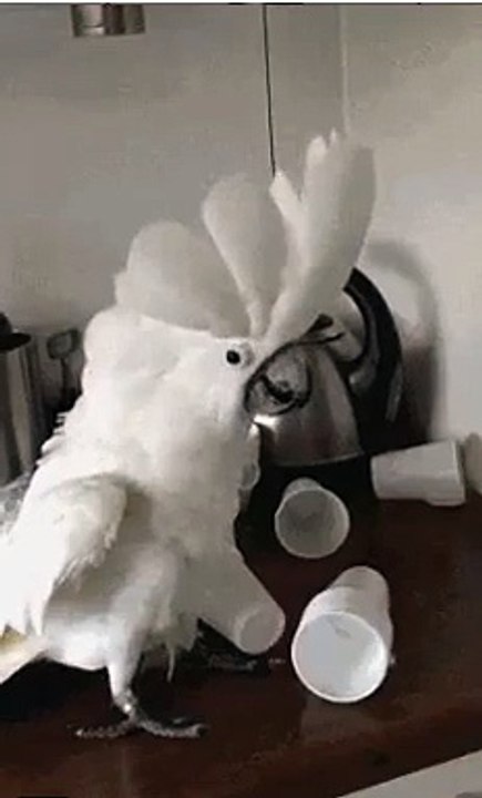 -Ахх ты ...невоспитании папугай ...:D (Ah ... you're bringing up a parrot ...: D)