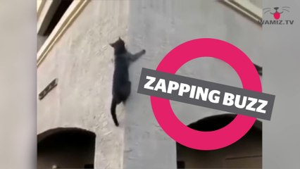 ZAPPINGBUZZ CHAT #35 WAMIZ TV