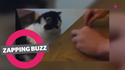 ZAPPINGBUZZ CHAT #37 WAMIZ TV