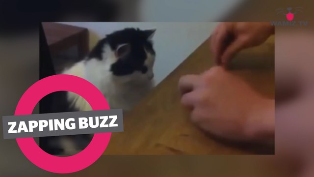 ZAPPINGBUZZ CHAT #37 WAMIZ TV