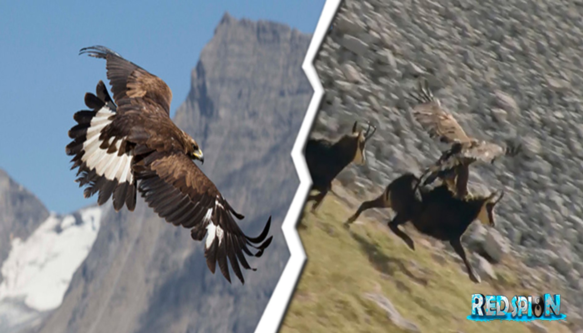 Impresionante Águila Cazando a Una Cabra Montesa - Vídeo Dailymotion