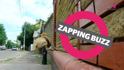 ZAPPINGBUZZ CHIEN #27 WAMIZ TV