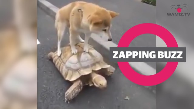 ZAPPINGBUZZ CHIEN #28 WAMIZ TV