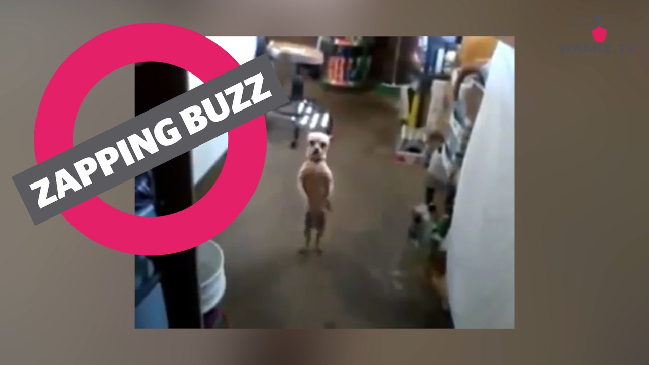 ZAPPINGBUZZ CHIEN #30 WAMIZ TV