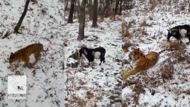 The touching, true tale of how a tiger and goat became best friends
