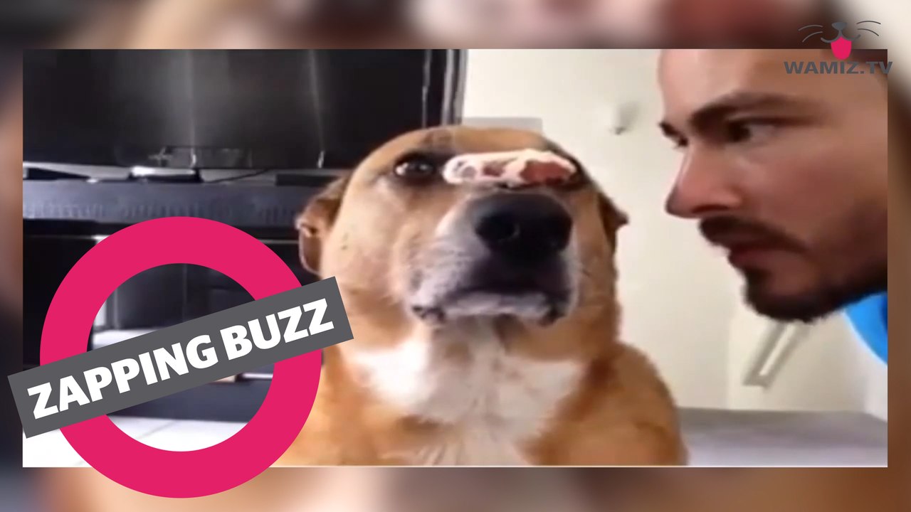 ZAPPINGBUZZ CHIEN #33 WAMIZ TV