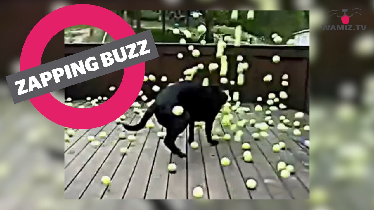 ZAPPINGBUZZ CHIEN #35 WAMIZ TV