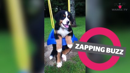 ZAPPINGBUZZ CHIEN #36 WAMIZ TV