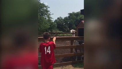 When Animals Have Perfectly Startling Timing, This Hilarity Happens