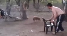 Une maman cochon attaque un homme pour protéger son bébé