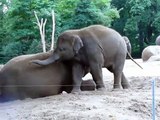 Слоненок пытается вскарабкаться на свою маму) Очень мило)