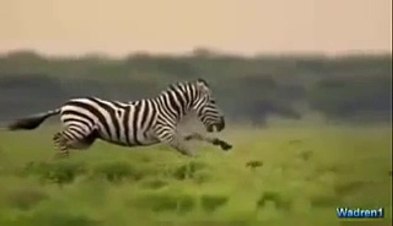 When the animals get angry