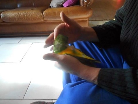 Le petit Youyou du sénégal a une patte