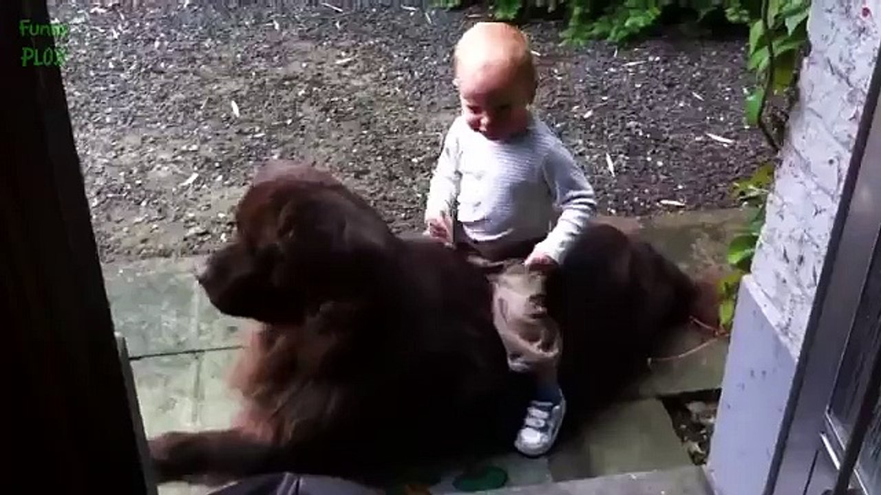 Funny Babies Riding Dogs Compilation 2015 [NEW HD]
