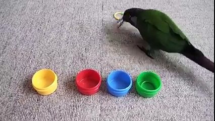 Un oiseau très intelligent