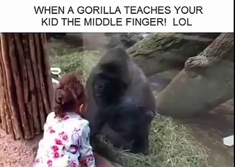 When gorilla teaches your kid the middle finger