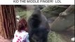 Quand un gorille apprend à une petite fille à faire un doigt d'honneur