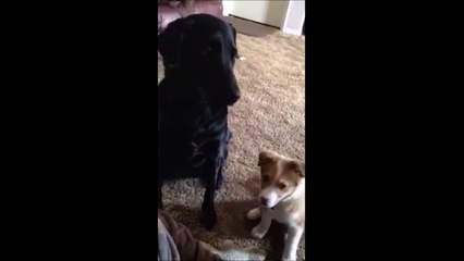 C'est qui ton meilleur ami??!! 2 chiens trop mignons!!