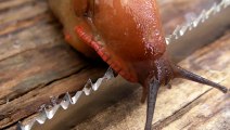 Bıçağın Üzerinden Sümüklü Böcek Geçerse Ne Olur