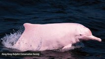 Hong Kong’s Pink Dolphins Could Disappear Due To New Construction Projects