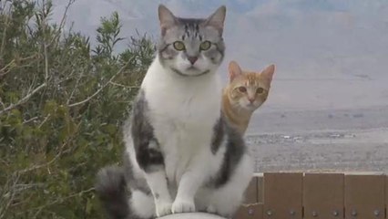 Officials can't figure out why town smells like cat pee