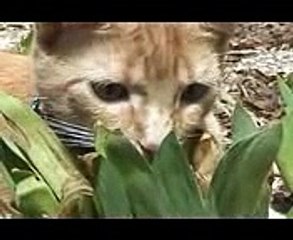 America's Funniest Bloopers