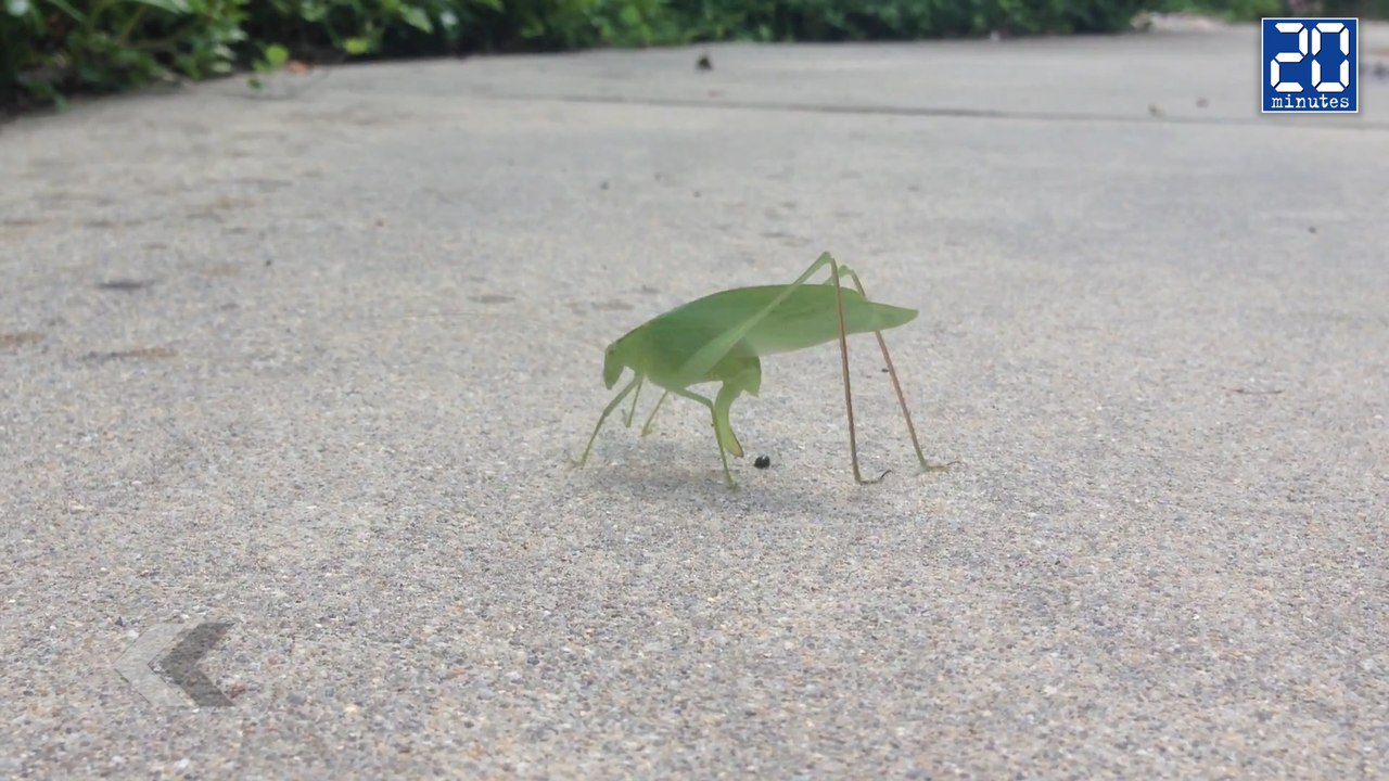Est-ce une feuille qui fait caca ? - Le rewind du mercredi 2 décembre 2015.